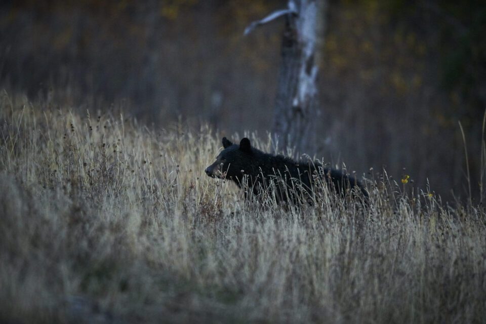 Photographing Wildlife in Yellowstone (11)