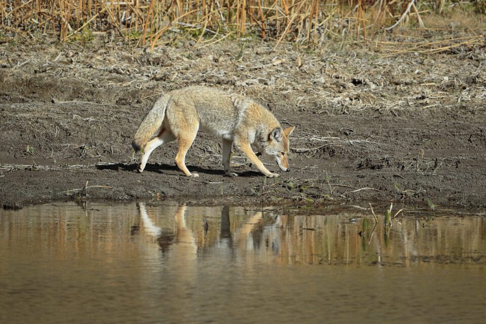 Photographing Wildlife in Yellowstone (13)