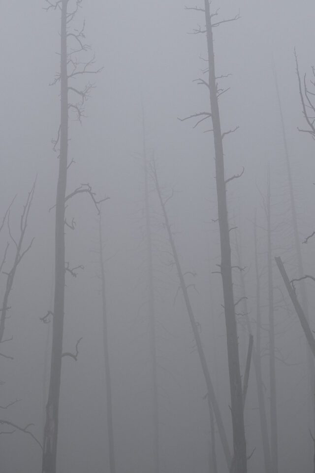 Photographing Wildlife in Yellowstone (5)