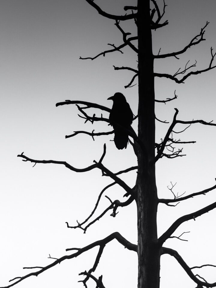 Photographing Wildlife in Yellowstone (6)