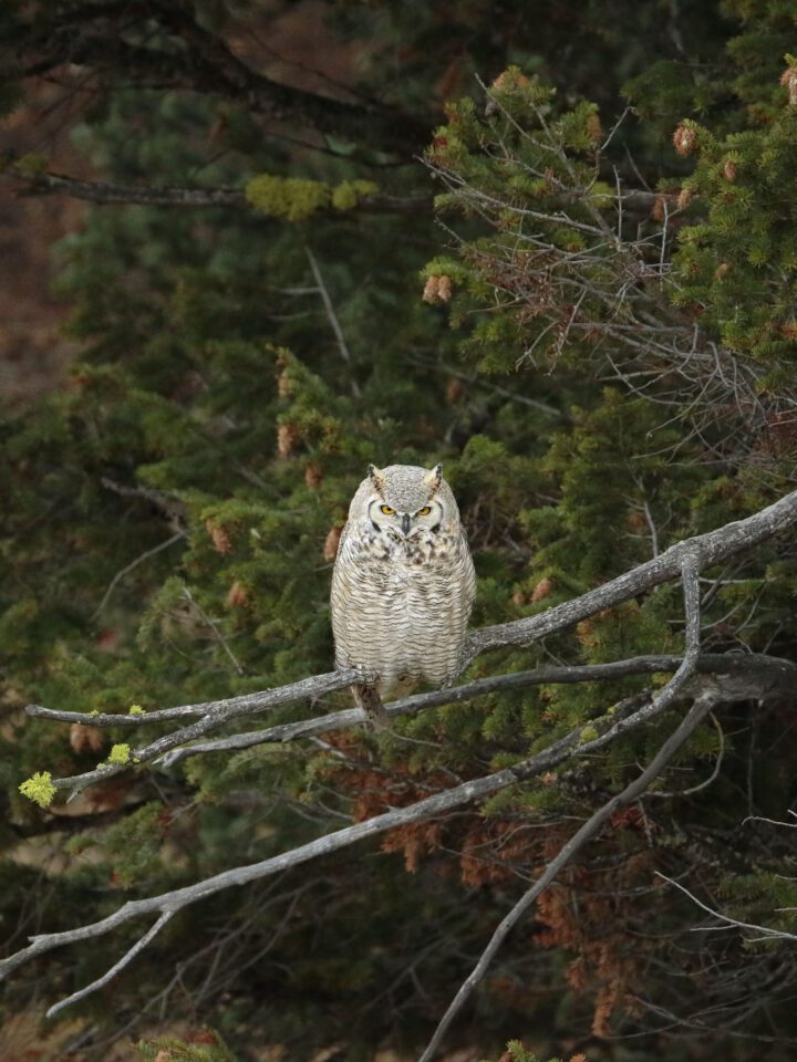 Photographing Wildlife in Yellowstone (8)