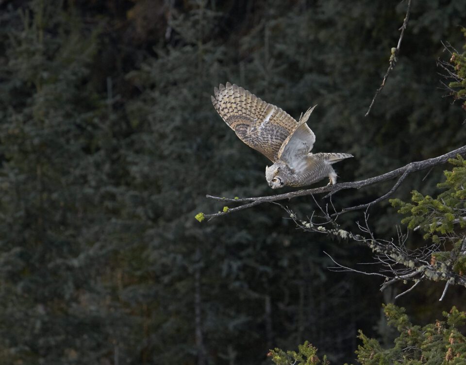 Photographing Wildlife in Yellowstone (9)