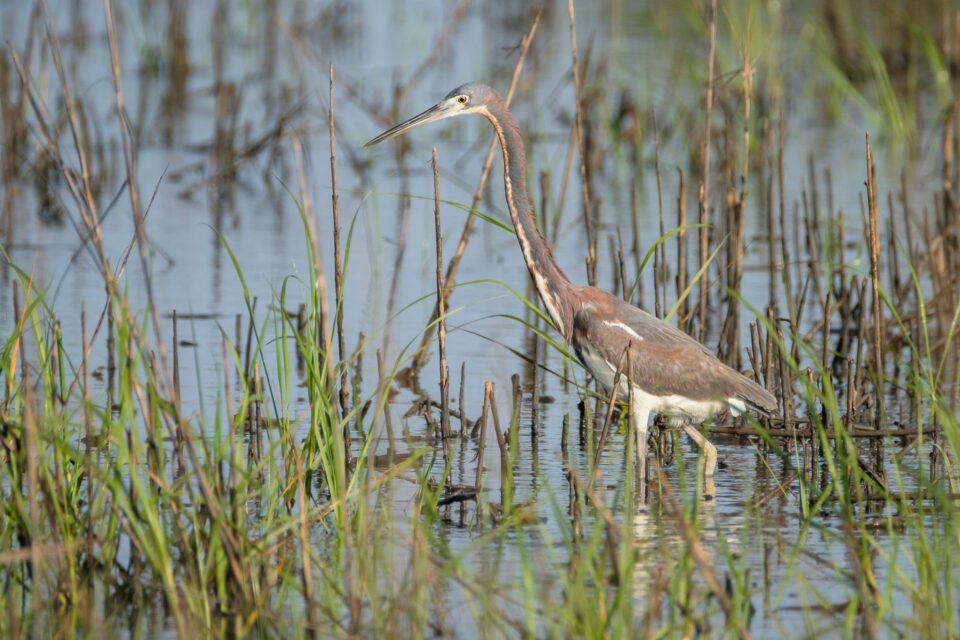 Tri-Colored Heron in Reeds