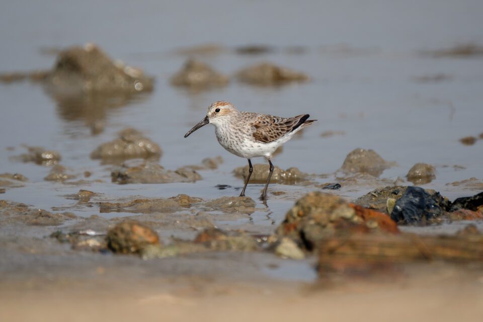 Western Sandpiper, captured with Fuji XF 100-400mm f/4.5-5.6 R LM OIS WR