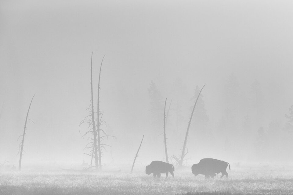 Wildlife in Yellowstone (13)