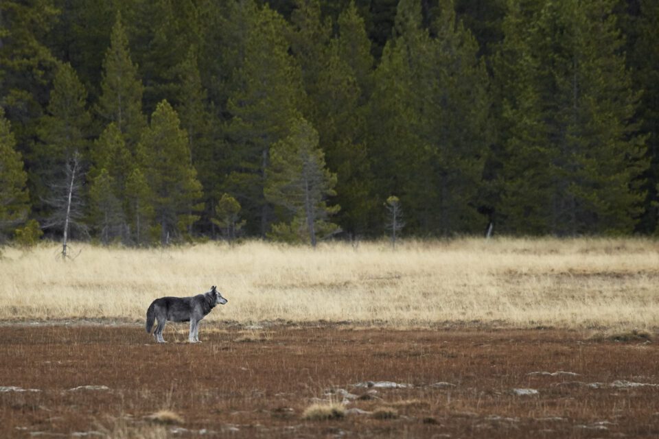 Wildlife in Yellowstone (15)