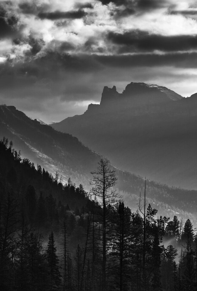 How to Photograph Wildlife in Yellowstone National Park - The East