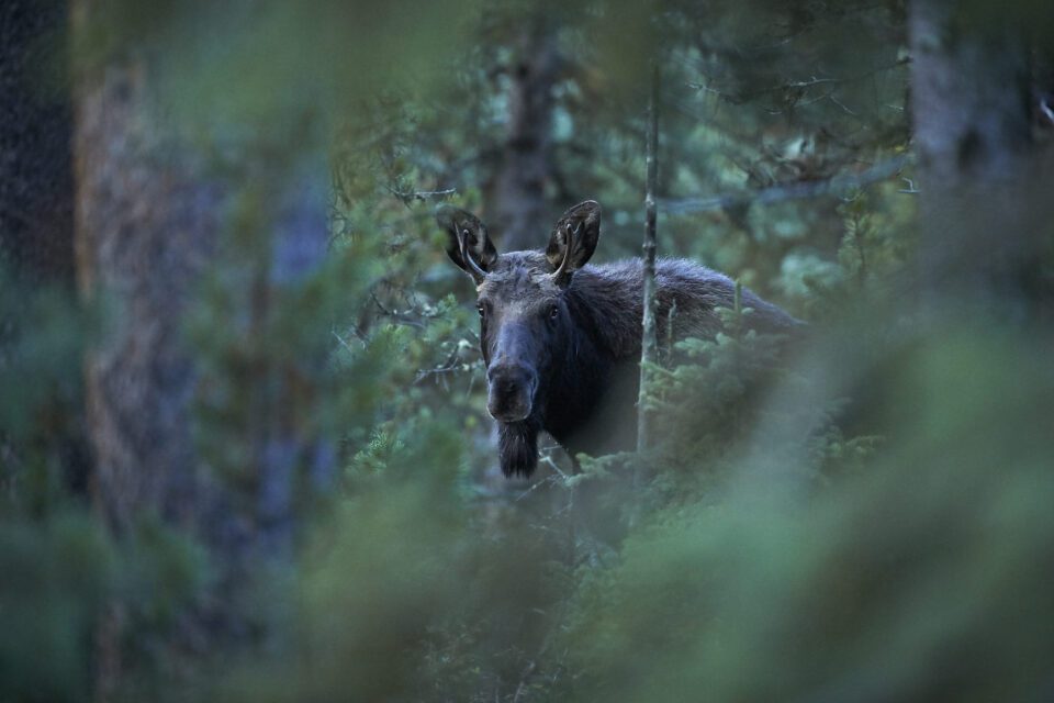 Yellowstone Wildlife (3)