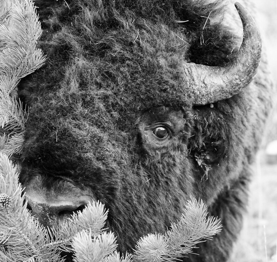 Yellowstone Wildlife (9)
