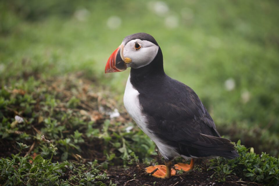 Puffin Photo