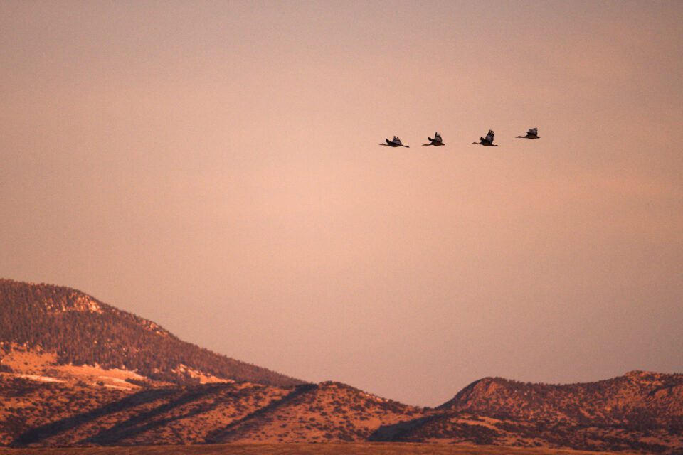 Taken with the Nikon D7500 camera. This photo shows four sandhill cranes flying at sunrise in San Luis Valley, Colorado.