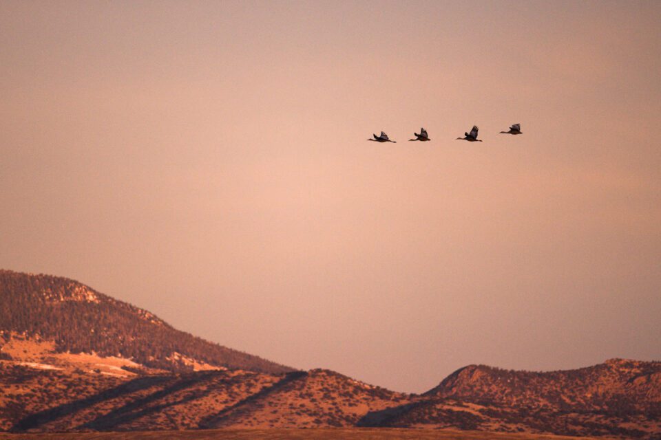 Morning Wildlife Photo D7500