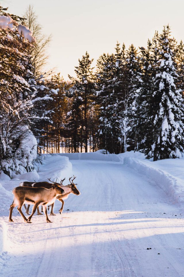 Reindeer Crossing the Road