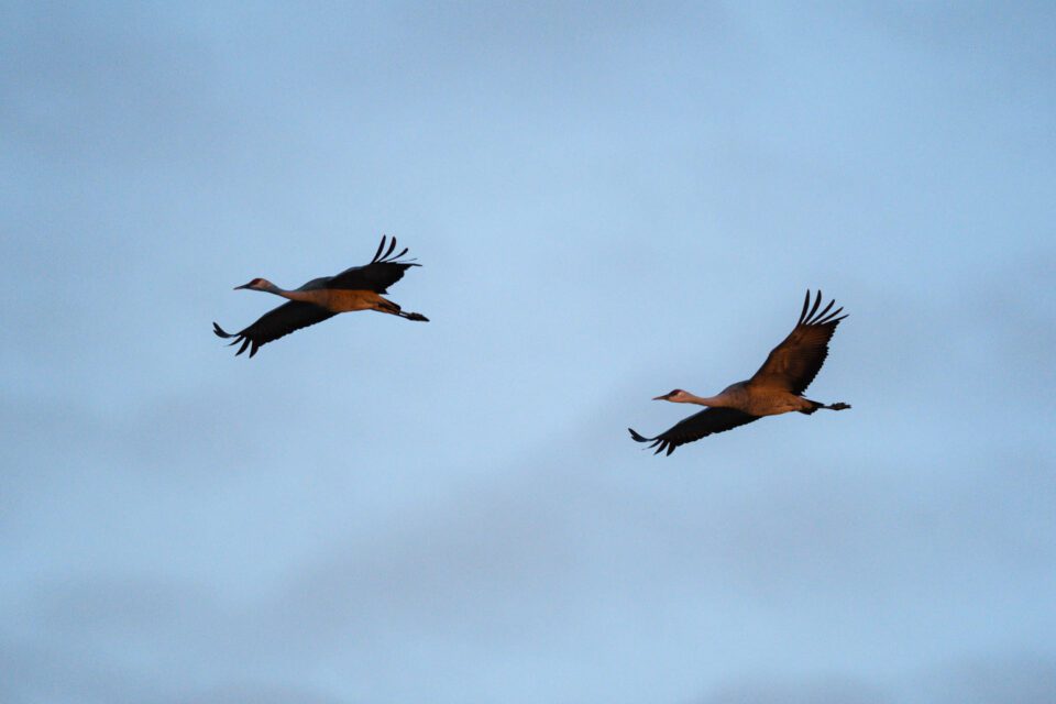 An image of sandhill cranes, captured in aperture priority mode with Auto ISO