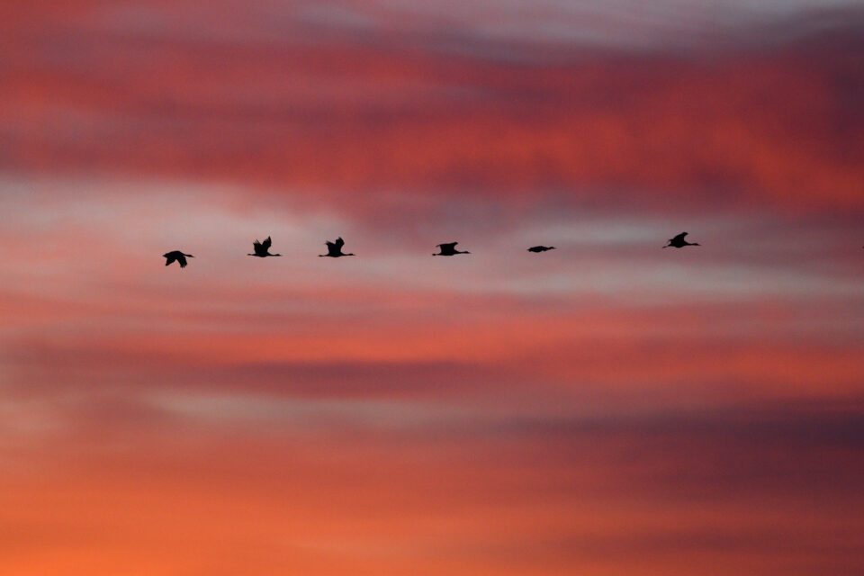 Sandhill Cranes Sunrise