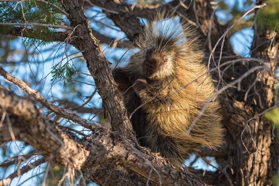 04-Porcupine in Tree