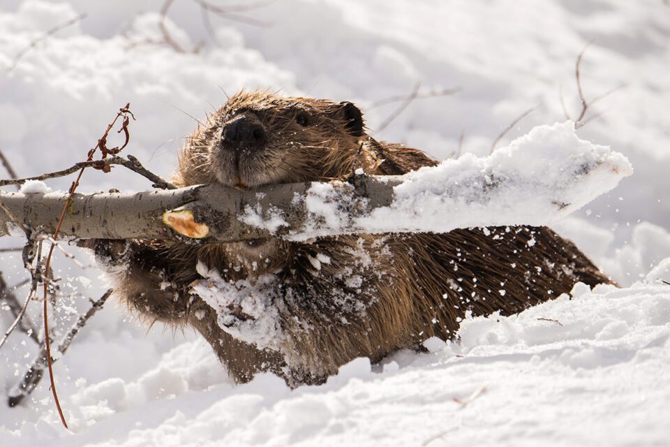 05-Beaver with Branch