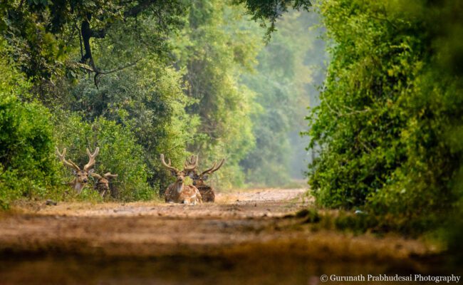 Lessons from My First Bird Photography Workshop