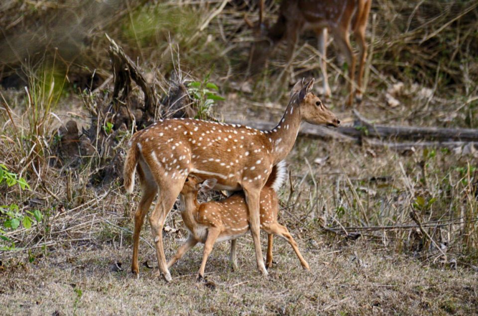 Cheetal Indian Spotted Deer