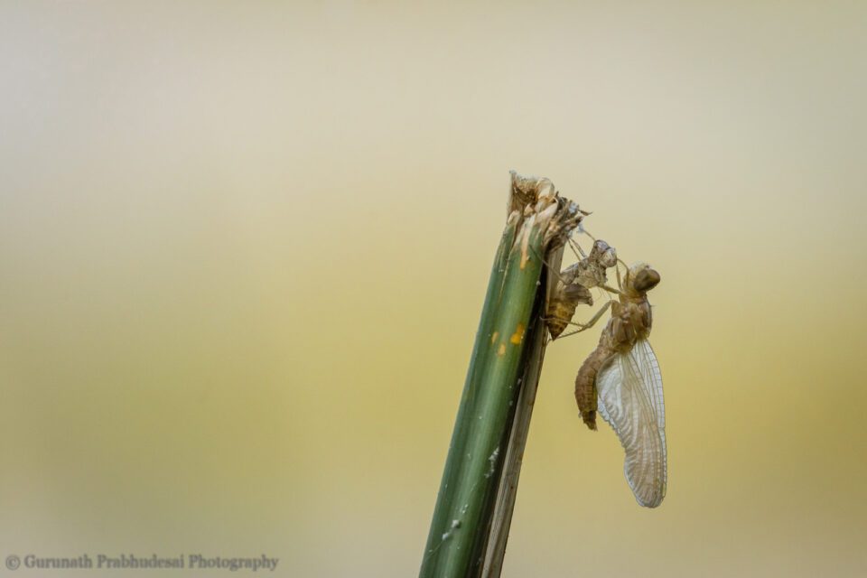 Dragonfly emerging