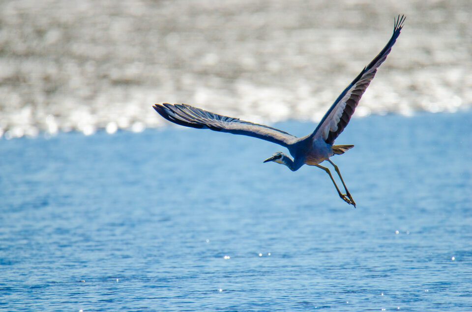 Egret-Flying