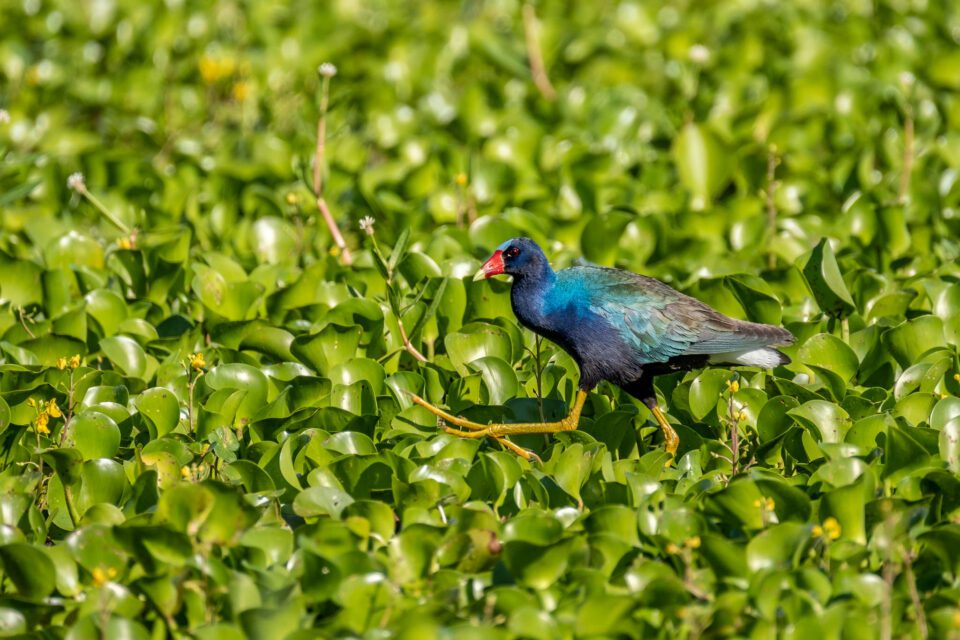 An image of Purple Gallinule showing resolution of only 1 PPI