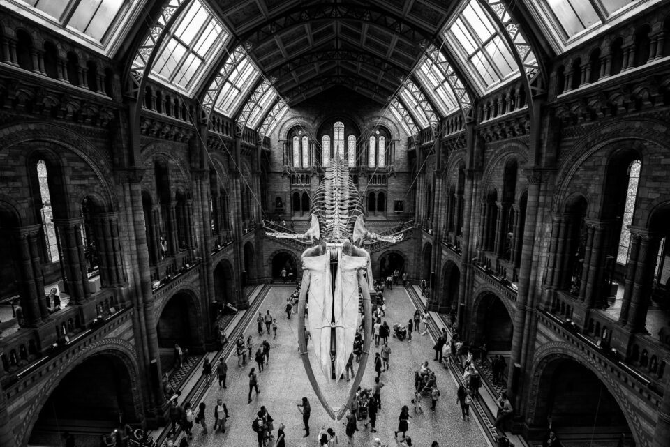 Hintze Hall in London Natural History Museum