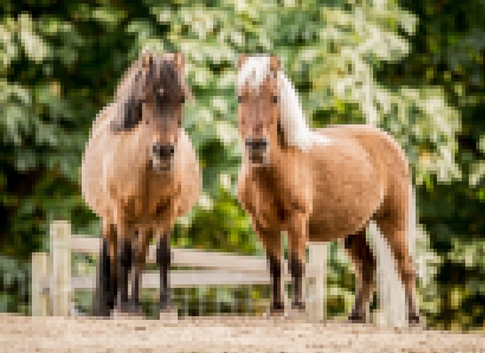 A blurred image of horses demonstrating DPI vs PPI