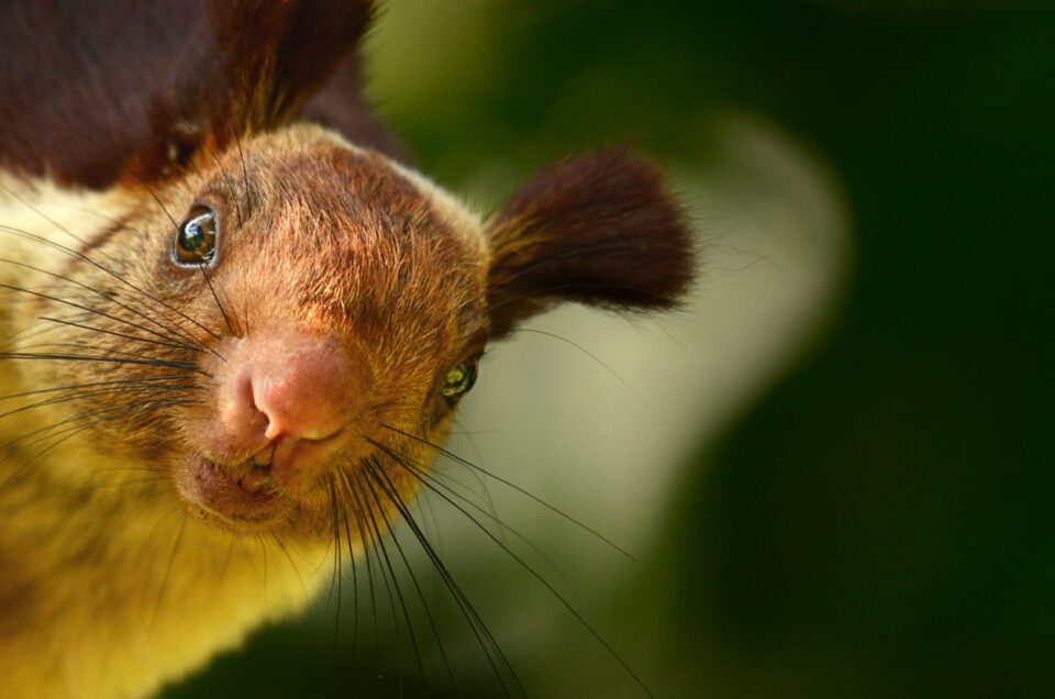 Malabar Giant Squirrel