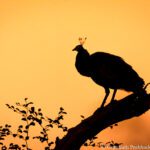 Peafowl silhouette
