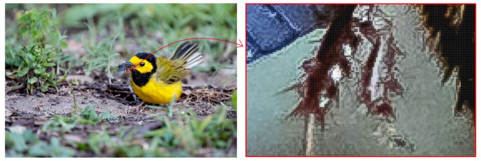 This image of Hooded Warbler is enlarged at 1600% in Photoshop to show pixel-level detail.