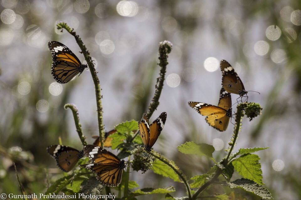 Plain and striped tiger butterflies