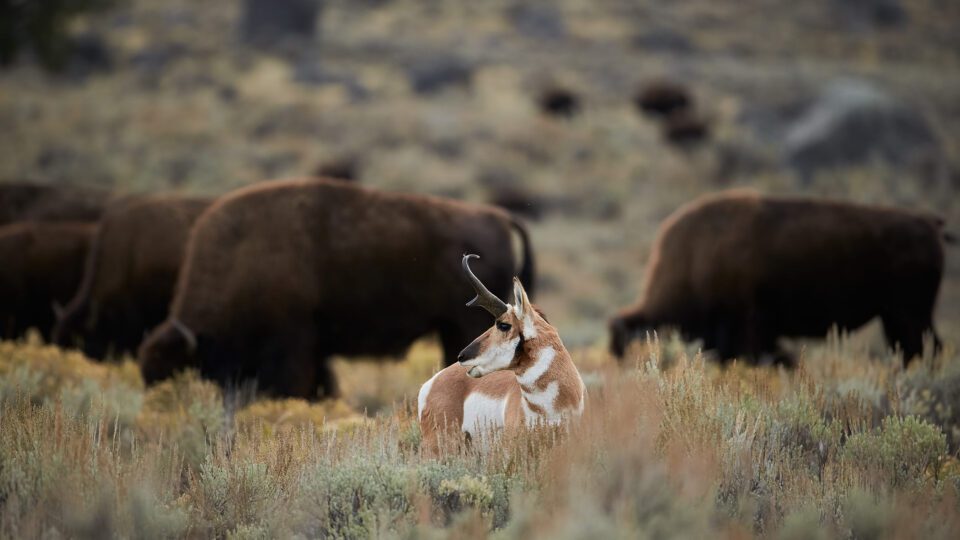 Pronghorn with Bison Yellowstone