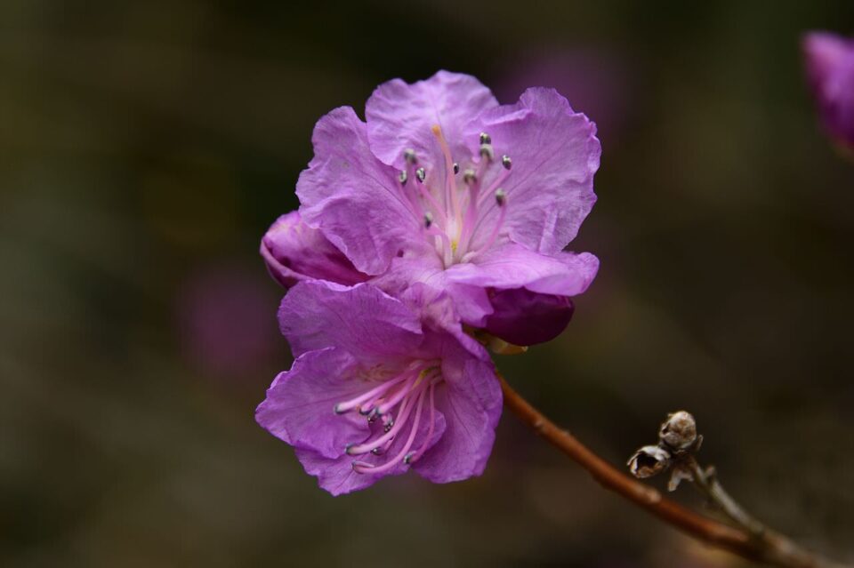 Purple Flower Photography
