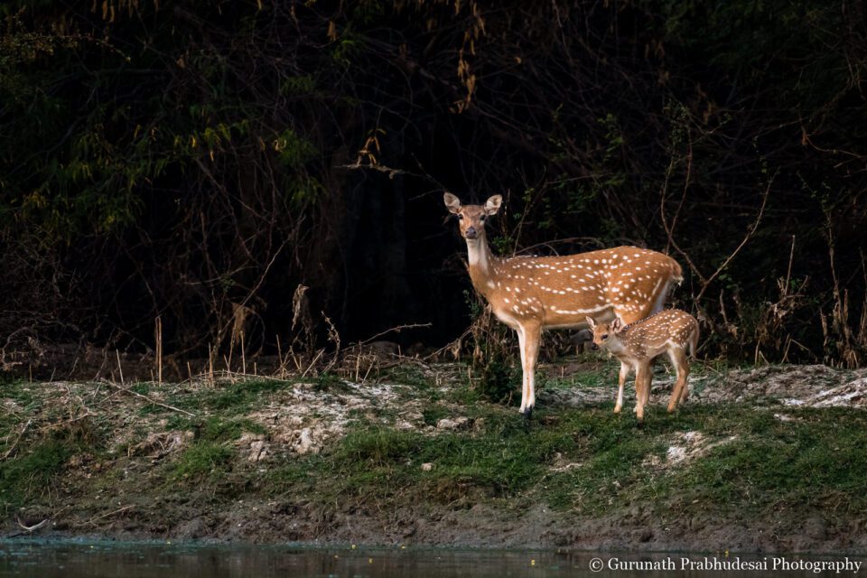 Spotted deer fawn with mother