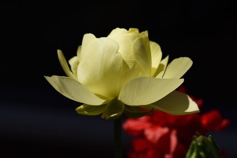 Yellow Flower Closeup