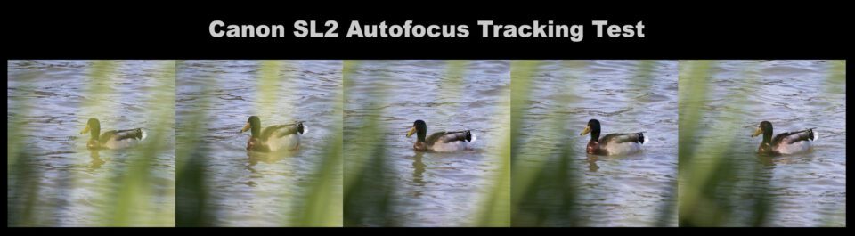 Canon-SL2-Autofocus-Tracking-Test