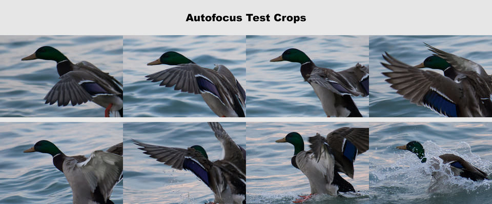 D3400 Autofocus Test Crops