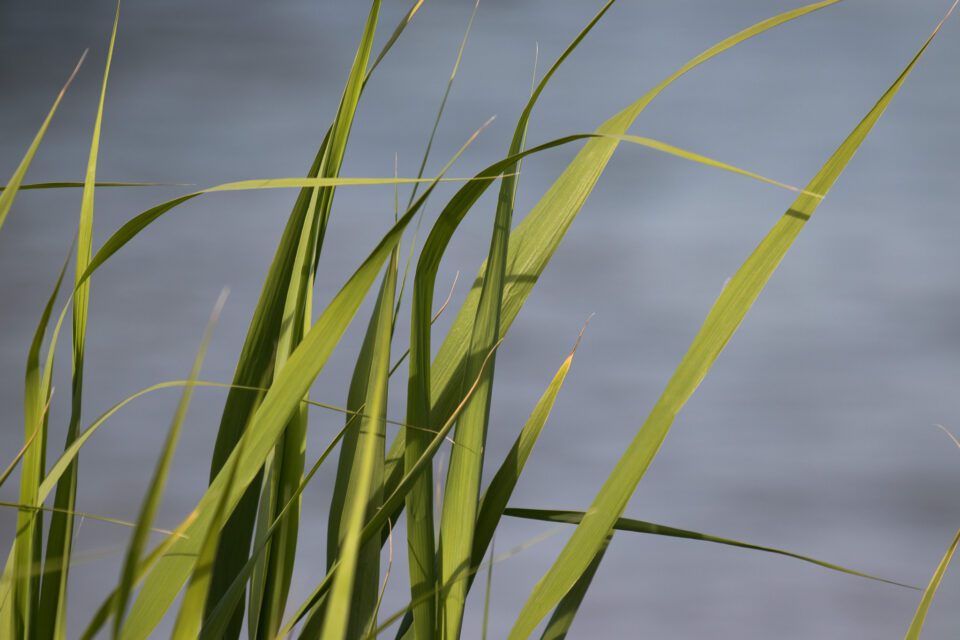 Grass Detail Photograph