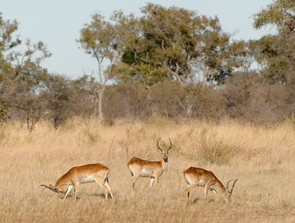 Impala - Okavango