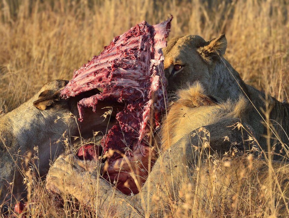 Lions Dining on Ribs - Phinda