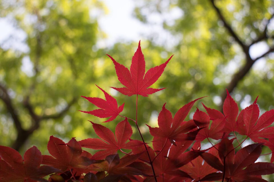 Red Leaf and Green Background Sample Picture