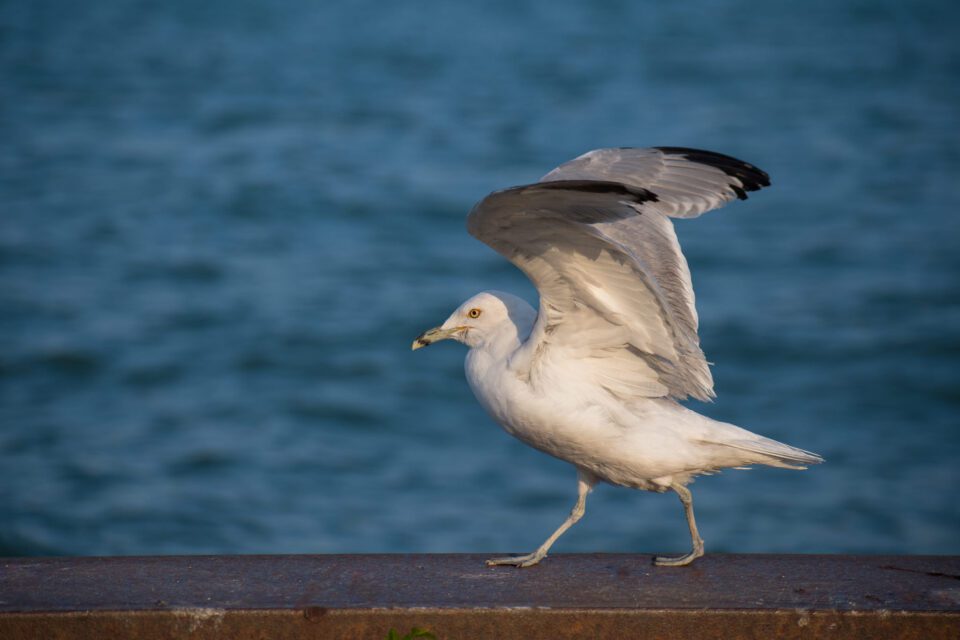 Seagull Autofocus Test