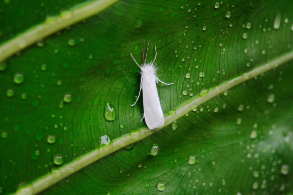 Small Bug on a Leaf