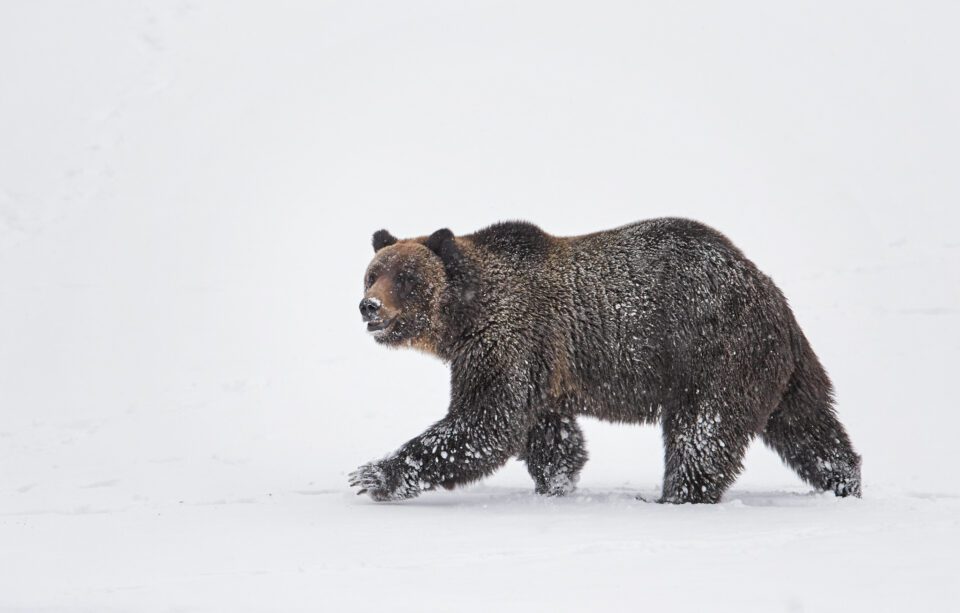 grizzlybjörn i snö, Yellowstone nationalpark