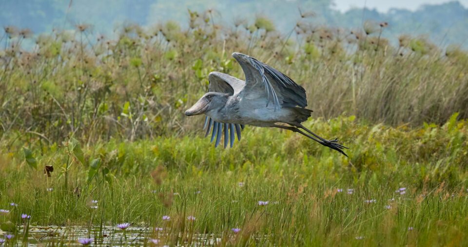 Shoebill in Flight, Uganda