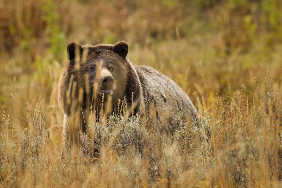 Urso-Pardo, o Parque Nacional de Yellowstone