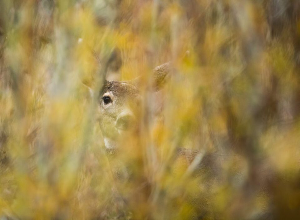  Maultierhirsch durch Herbstlaub, Yellowstone Nationalpark