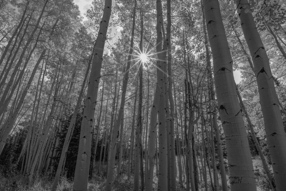 Dark Aspens Photo