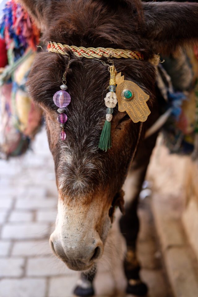Fes Decorated Donkey